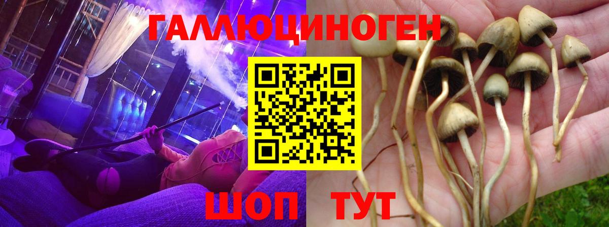где купить наркоту  Псилоцибиновые грибы Magic Shrooms  Алейск  Вход с VPN  Псилоцибиновые грибы Psilocybe 